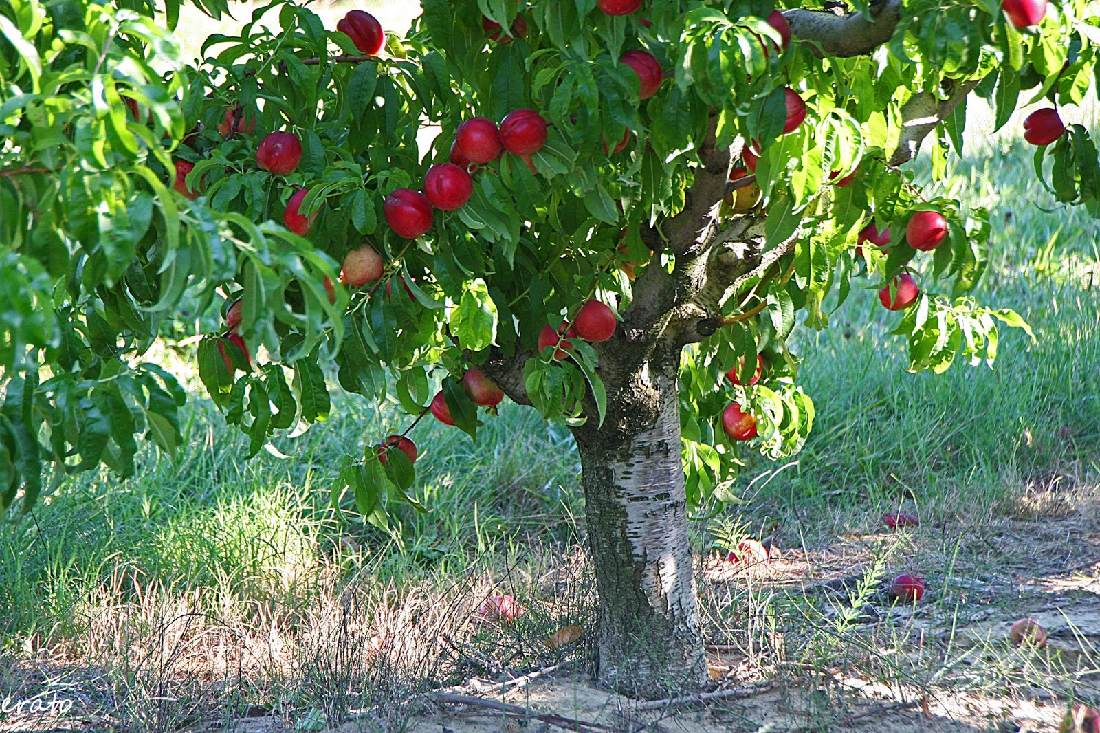 arbre du brugnon